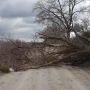 Фотофакт: дерево перекрило дорожній рух у селі Вербки