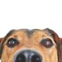 Найпопулярніші породи собак у Кам’янці-Подільському