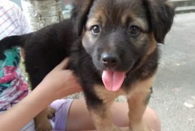 Допоможіть нагодувати собак. Волонтери "Душі бродяги" звертаються до кам'янчан