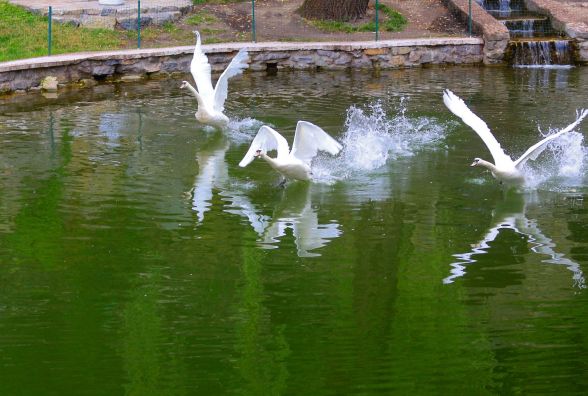 У  лебединому сквері Кам'янця-Подільського встановили скульптуру "Історія кохання"