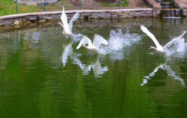 У  лебединому сквері Кам'янця-Подільського встановили скульптуру "Історія кохання"
