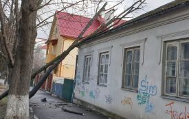 У Кам’янці від вітру впали 10 дерев