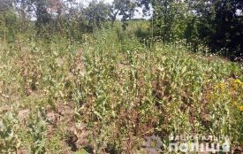 На Кам’янеччині поліцейські вилучили в пенсіонерки понад дві сотні кущі маку